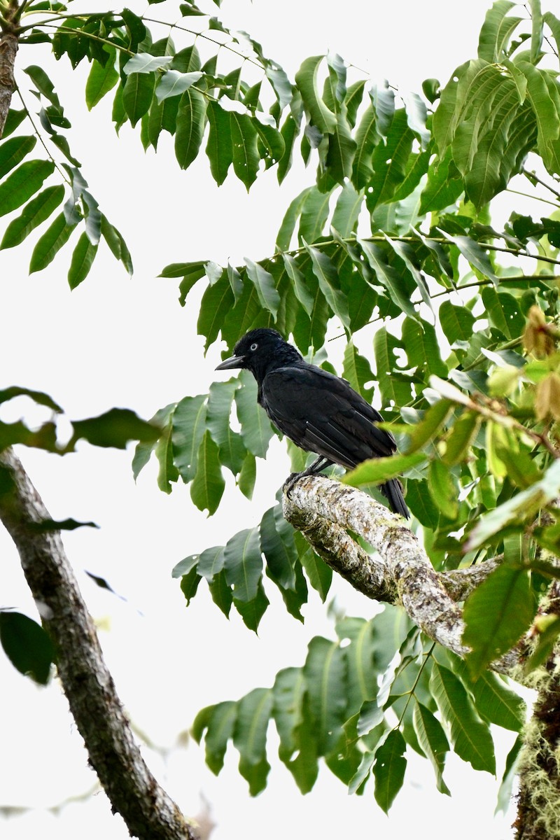 Amazonian Umbrellabird - ML646916378