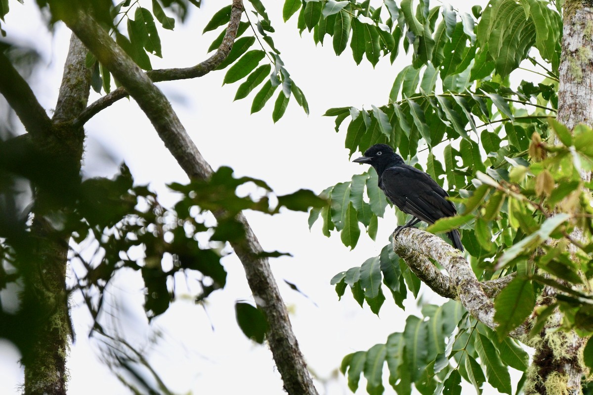 Amazonian Umbrellabird - ML646916379