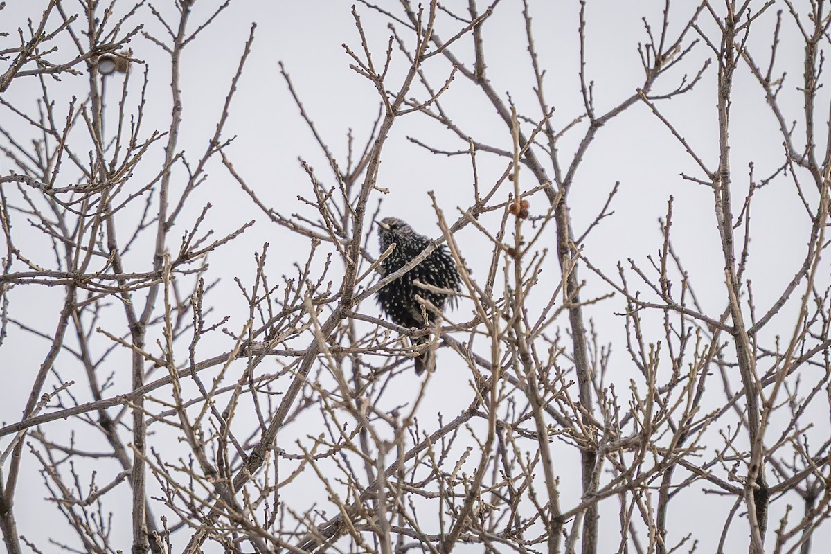 European Starling - ML646916380