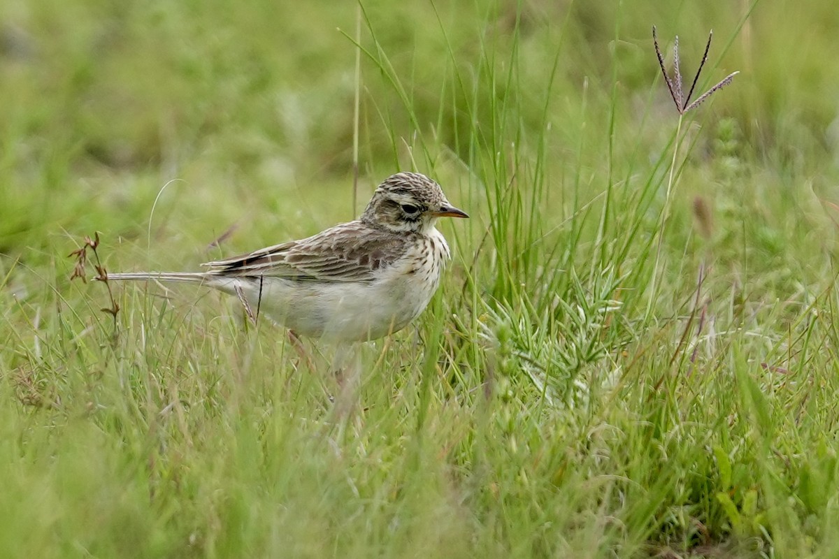 African Pipit - ML646916382