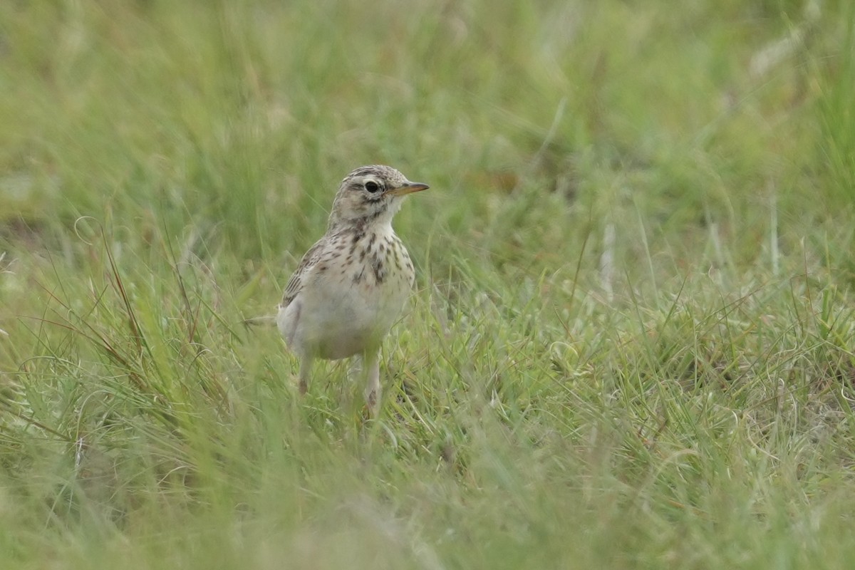 African Pipit - ML646916383
