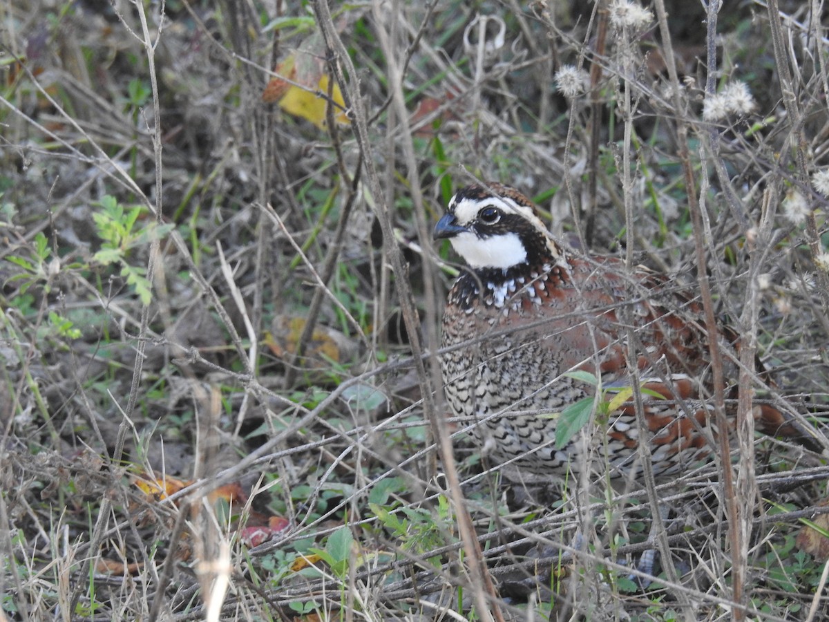 Northern Bobwhite - ML646916384