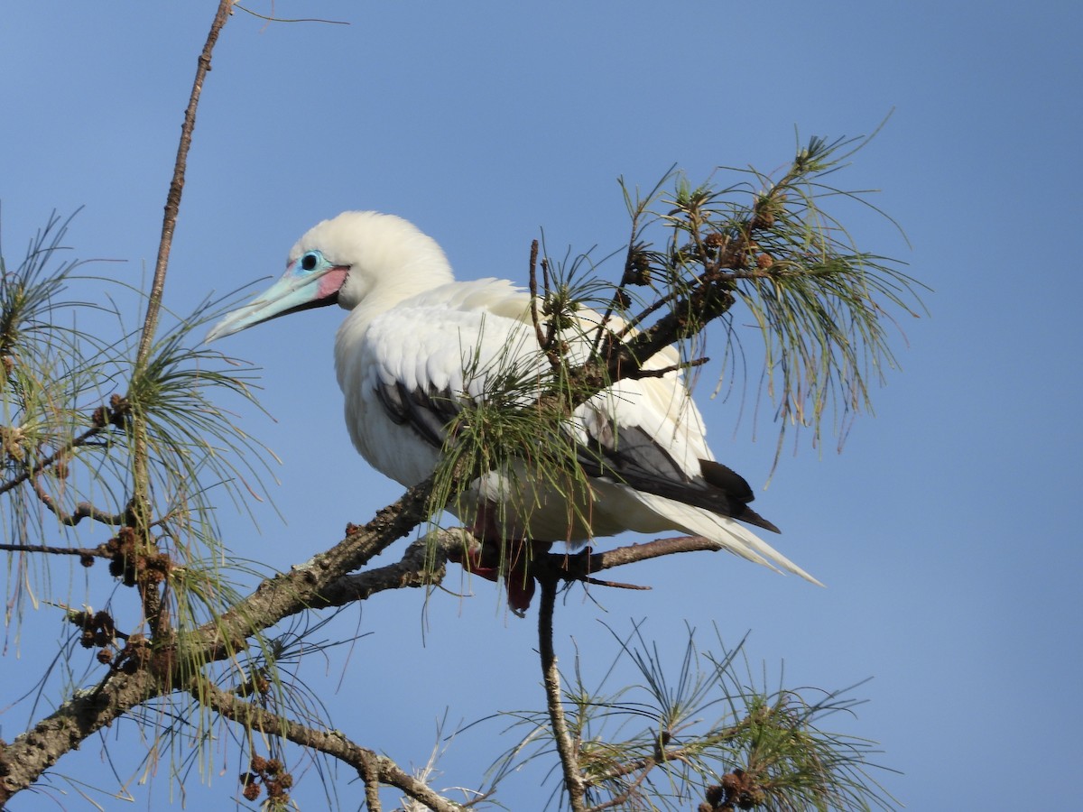 Zanga hankagorria - ML646916393