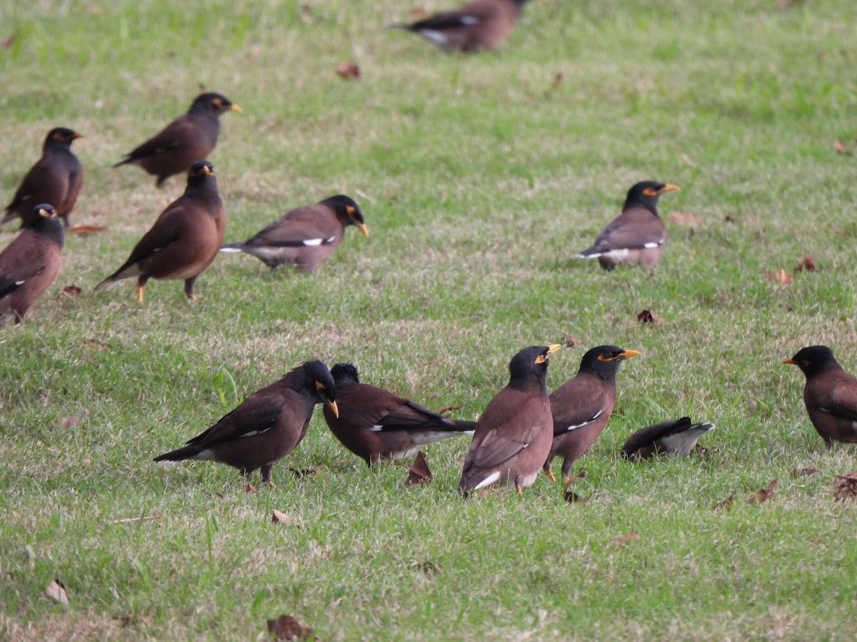 Common Myna - ML646916395