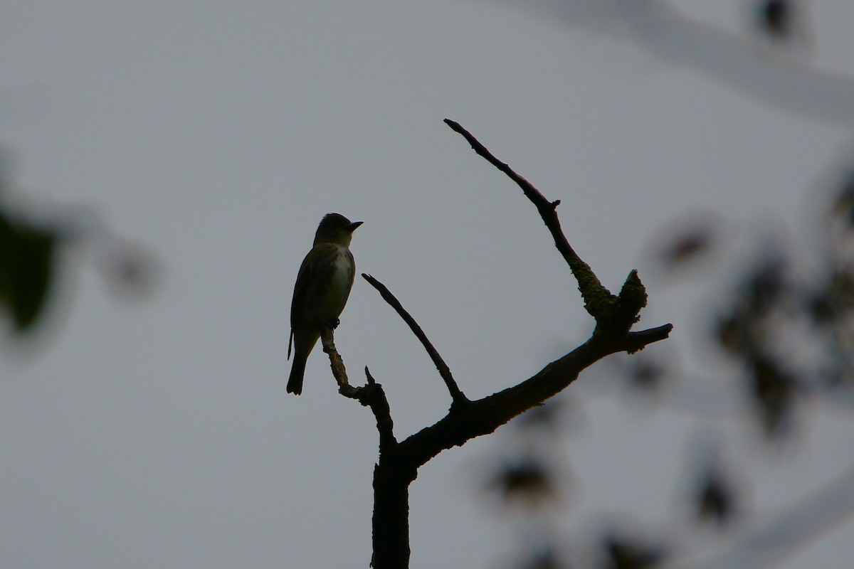 Olive-sided Flycatcher - ML646916397