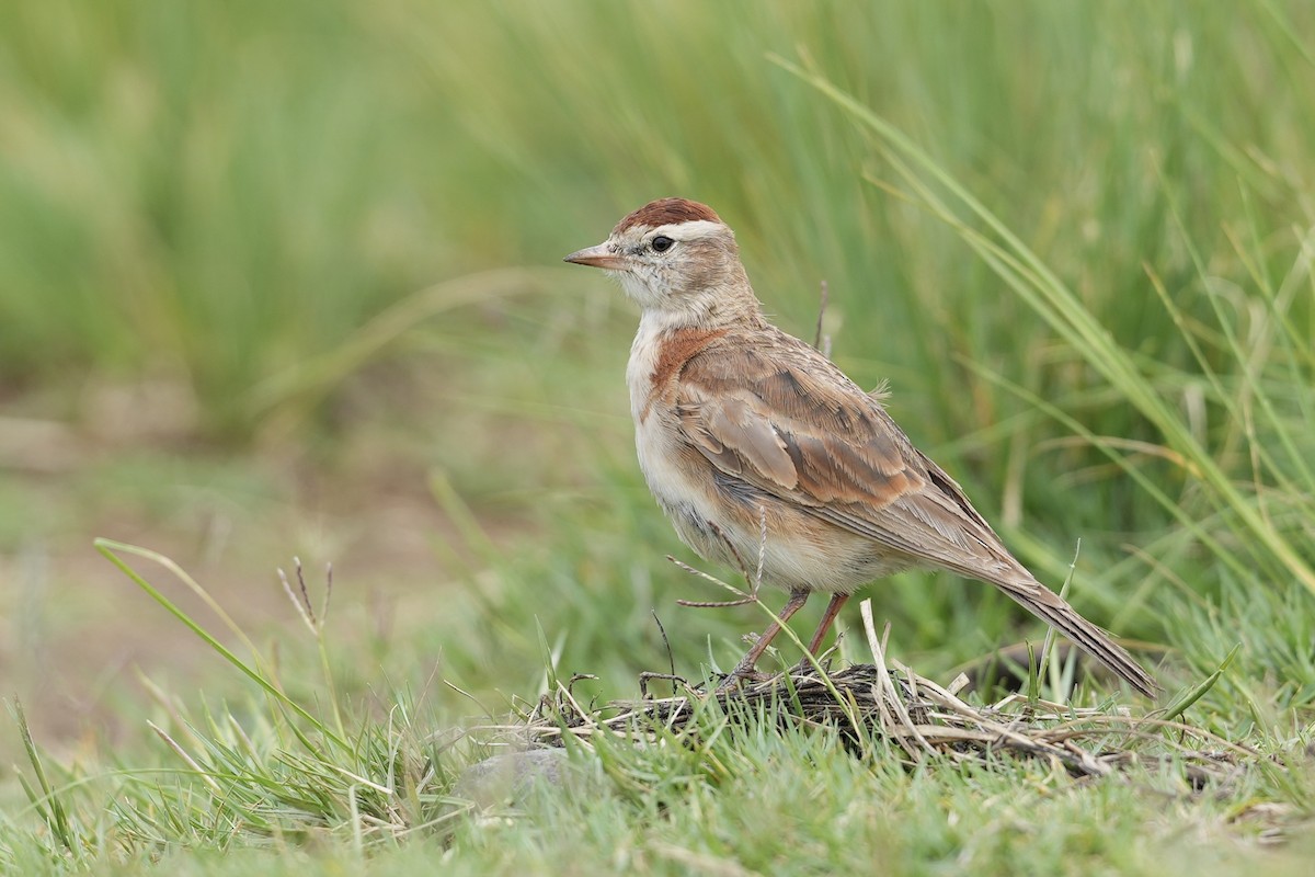 Red-capped Lark - ML646916399