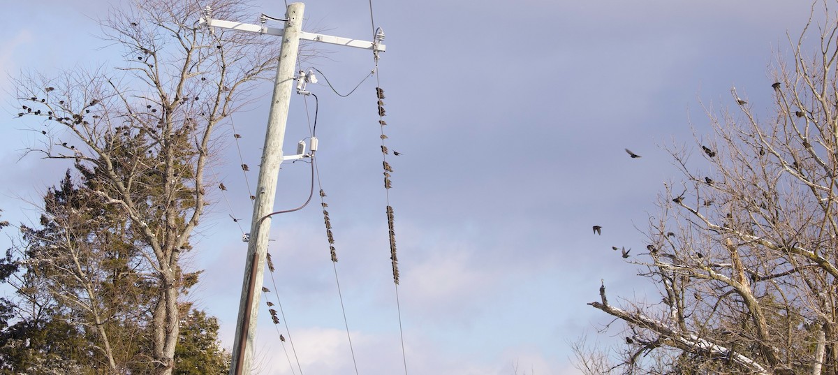 זרזיר מצוי - ML646916402