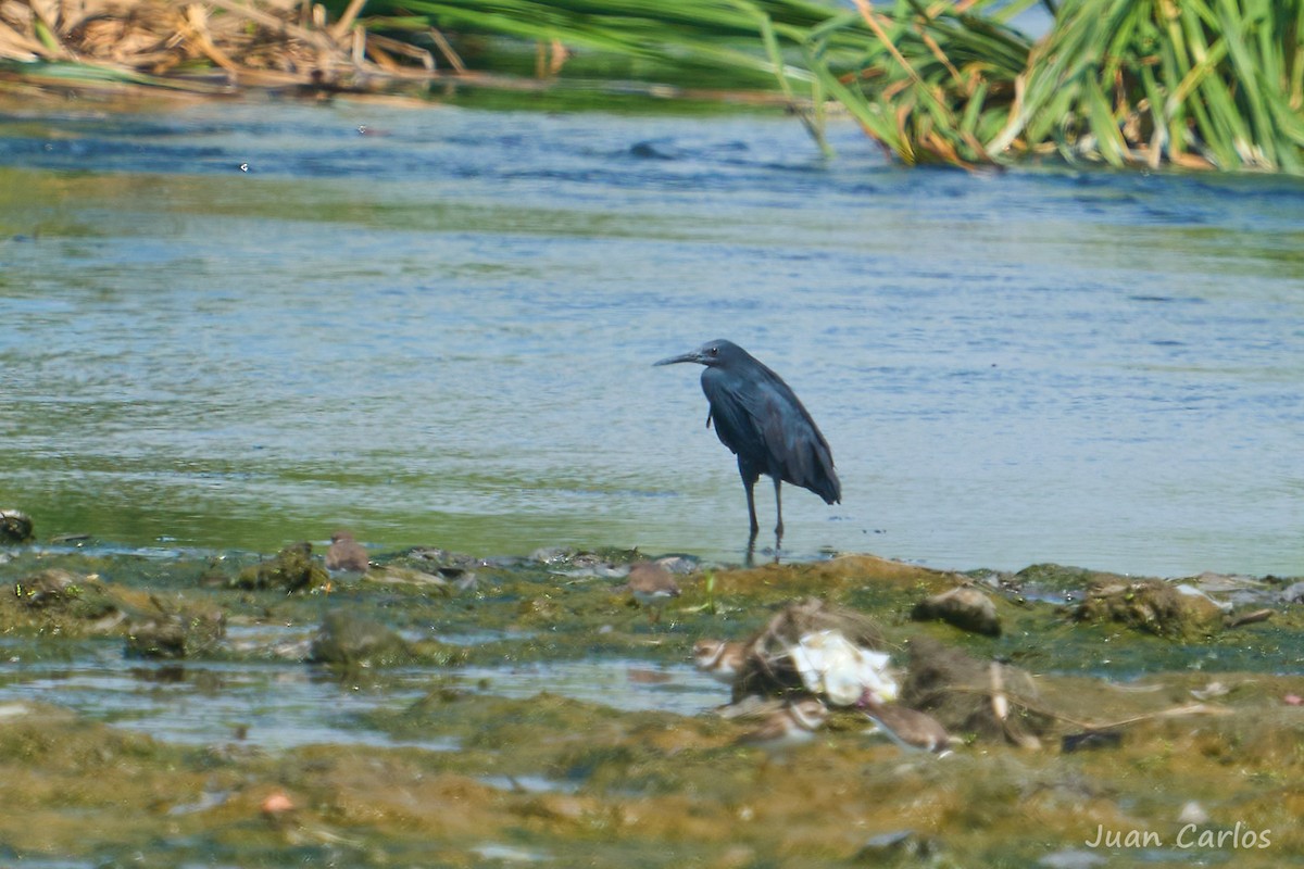 Black Heron - ML646916403