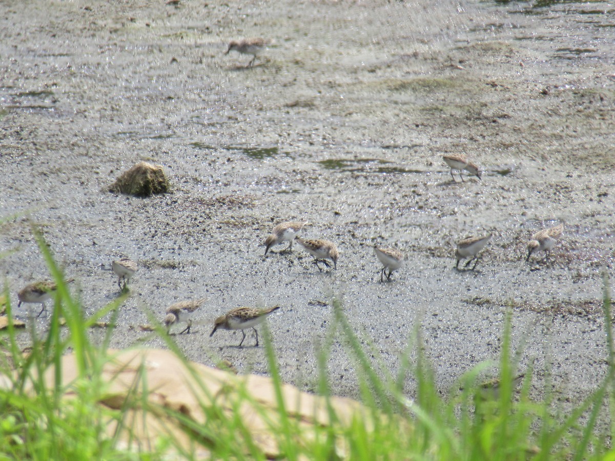Semipalmated Sandpiper - ML646916405