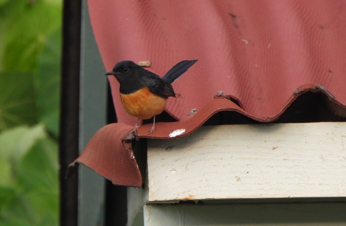 White-rumped Shama - ML646916408