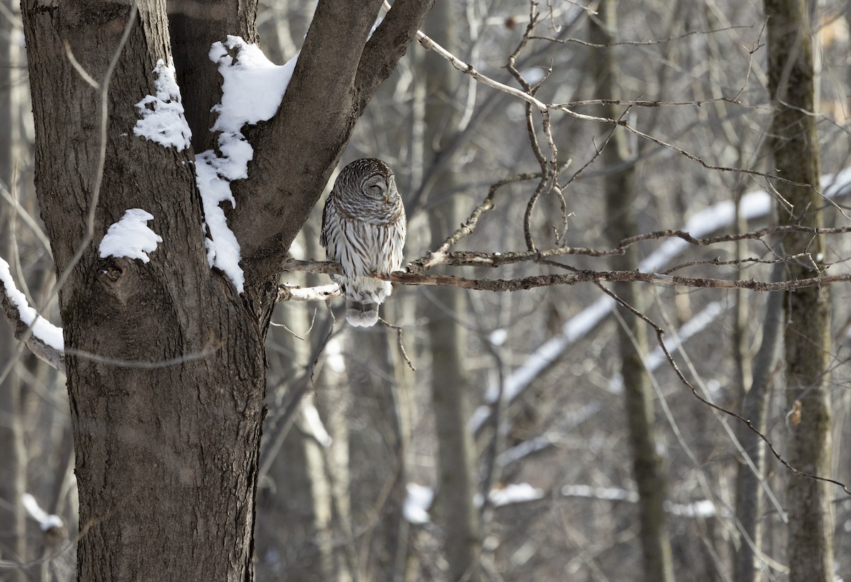 Barred Owl - ML646916417