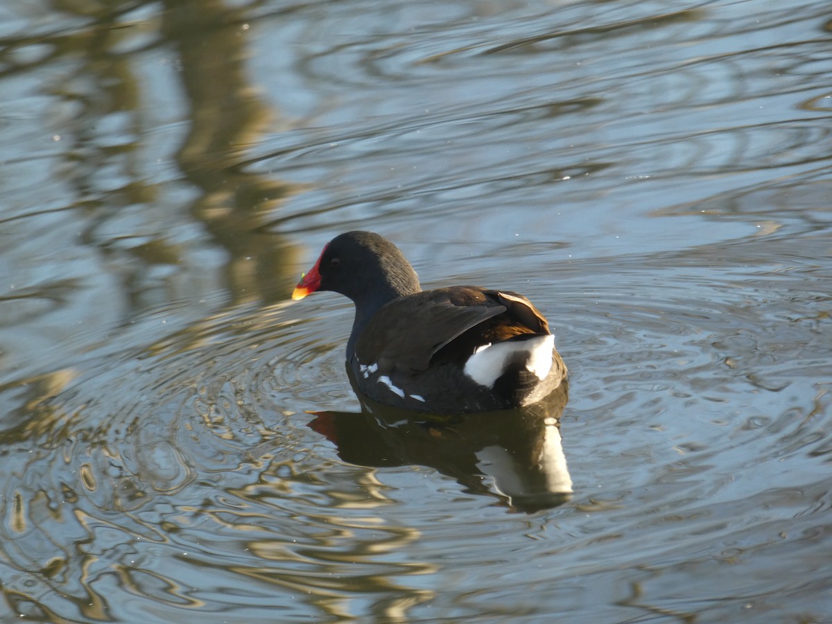 Камышница - ML646916423