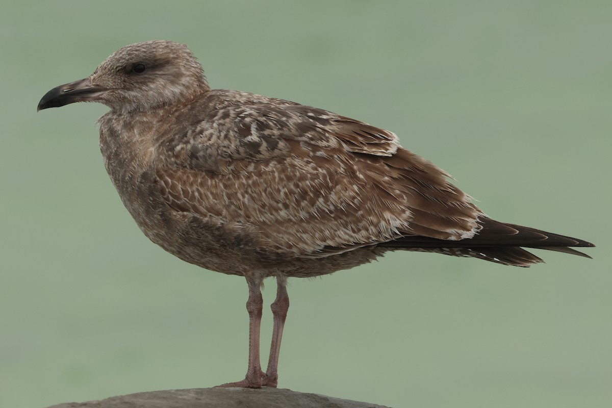 American Herring Gull - ML646916425