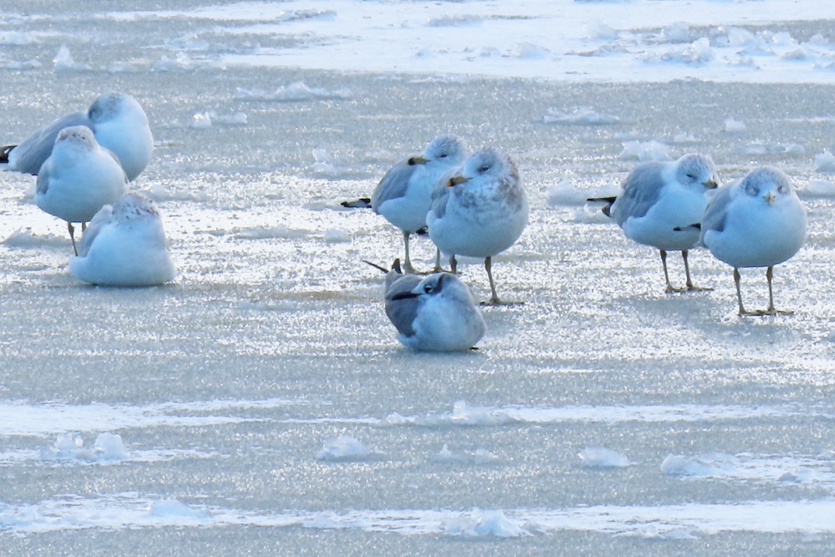 racek karibský - ML646916426