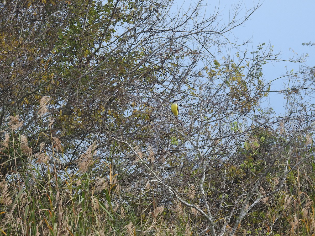 Great Kiskadee - ML646916431