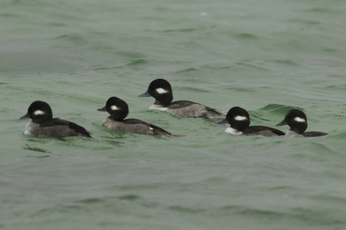 Bufflehead - ML646916432