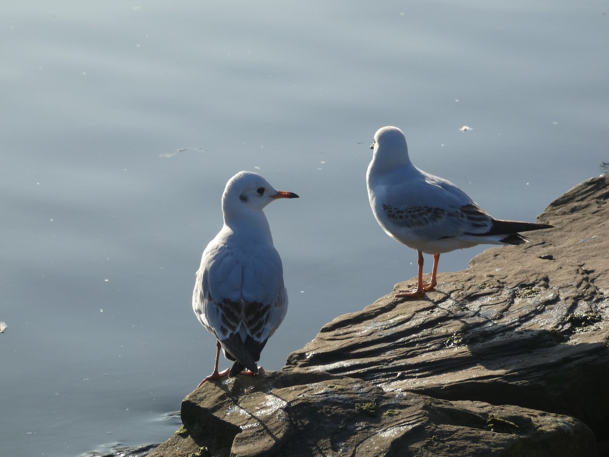 Озёрная чайка - ML646916433