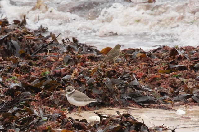 ハジロコチドリ - ML646916434