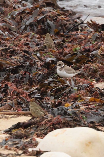 ハジロコチドリ - ML646916435