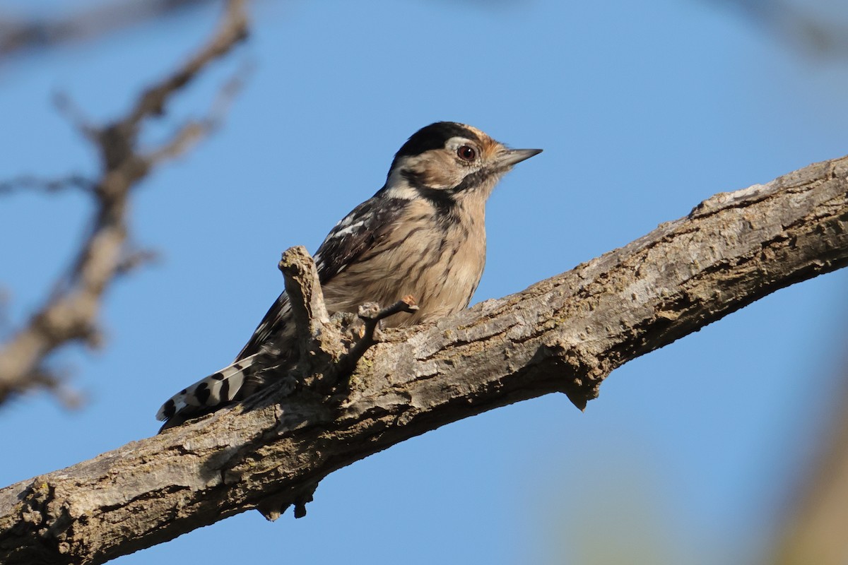 Lesser Spotted Woodpecker - ML646916436