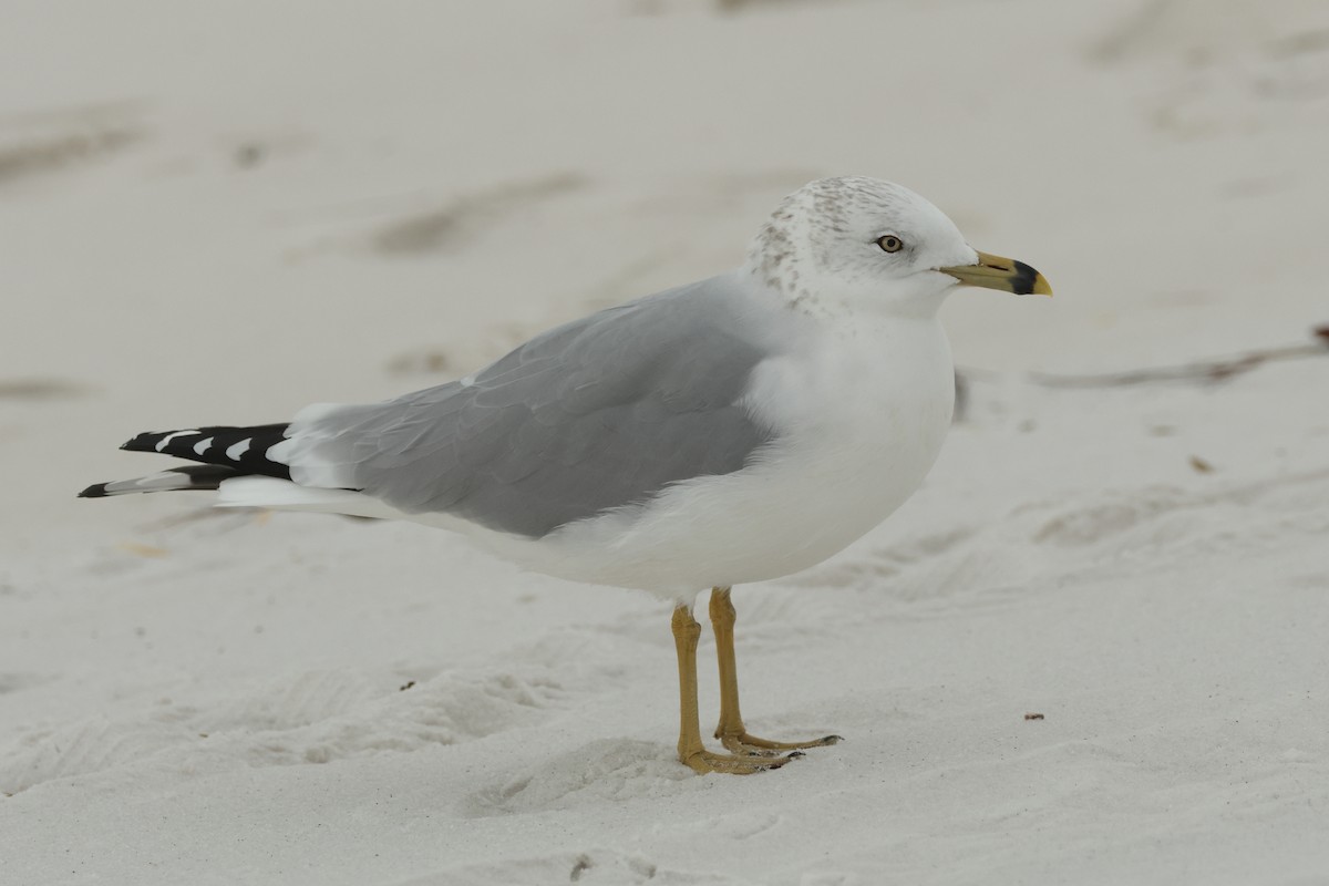 Ring-billed Gull - ML646916439