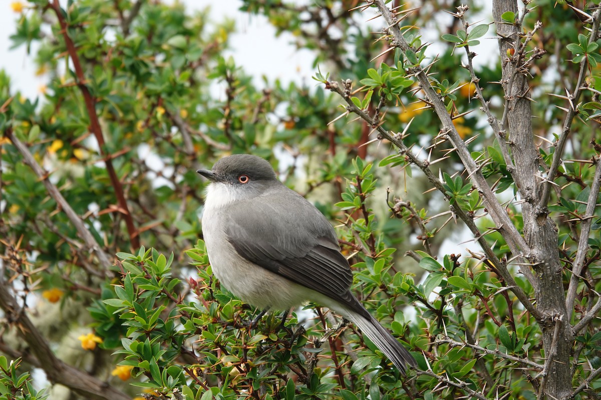 Красноглазая монашка - ML646916440