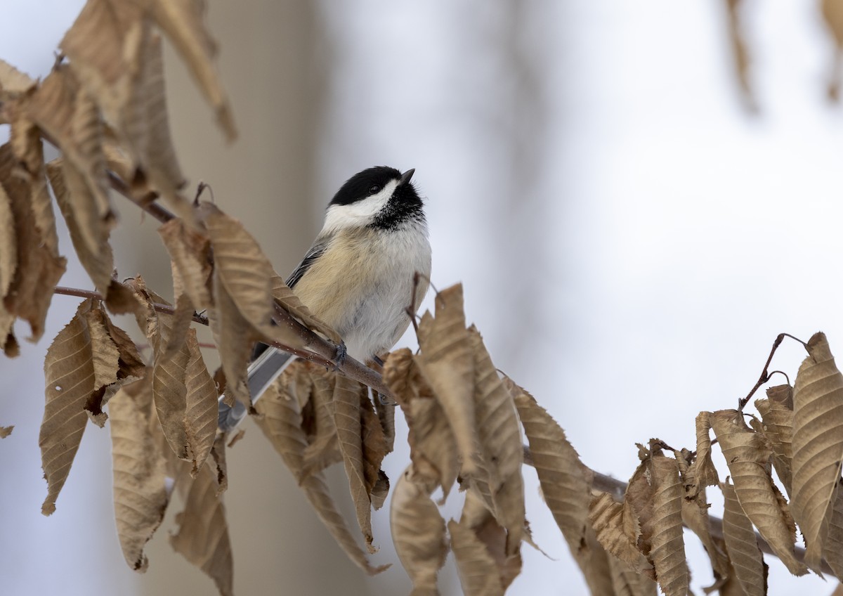 Black-capped Chickadee - ML646916442