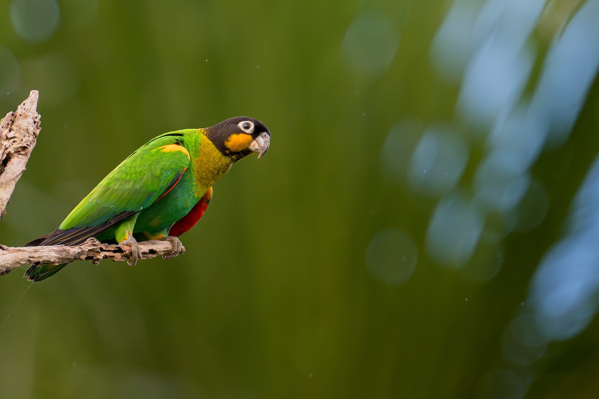 Orange-cheeked Parrot - ML646916443