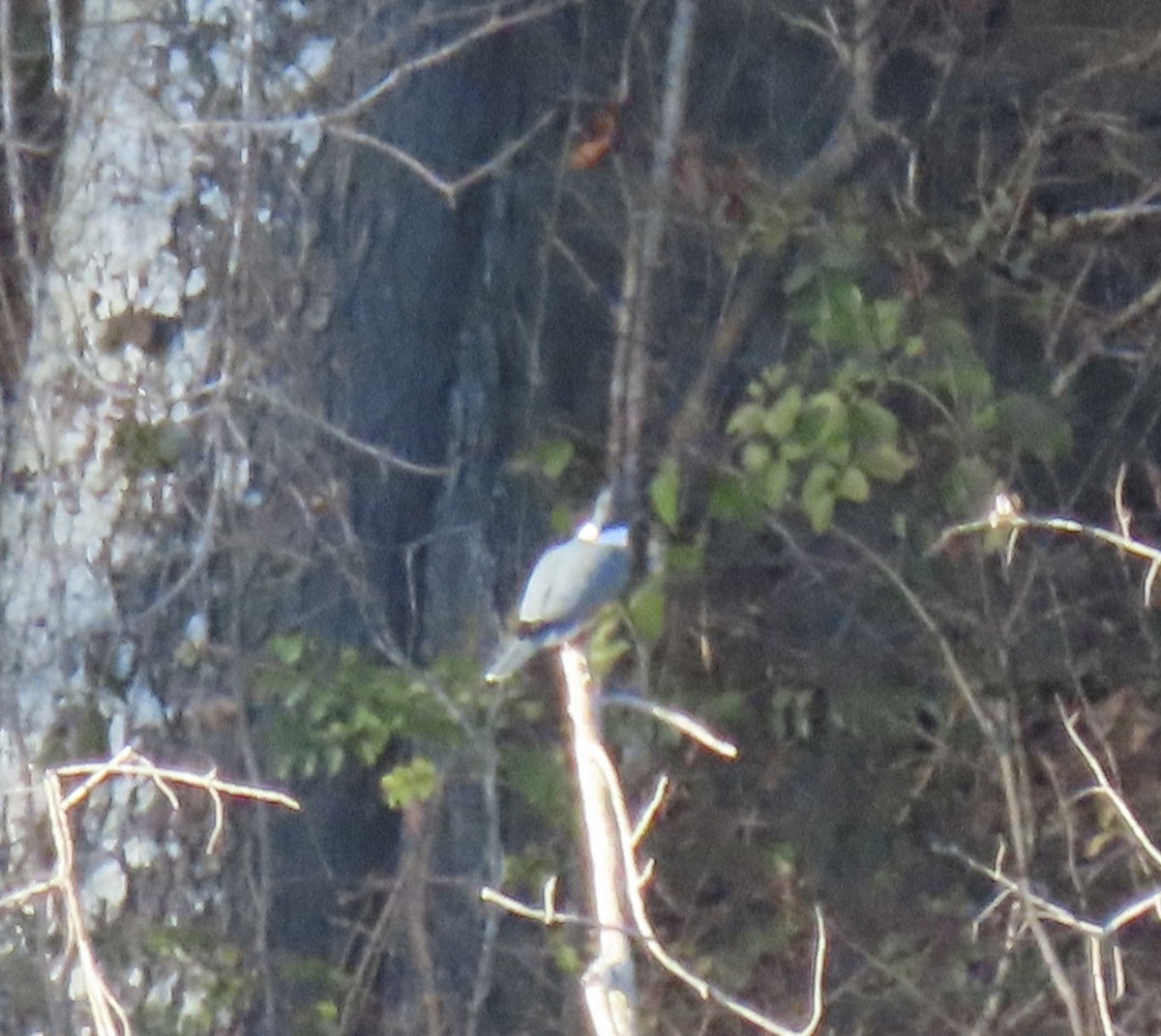 Belted Kingfisher - ML646916444
