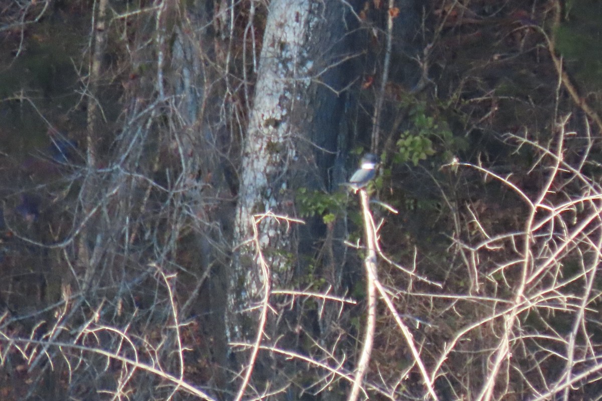 Belted Kingfisher - ML646916446