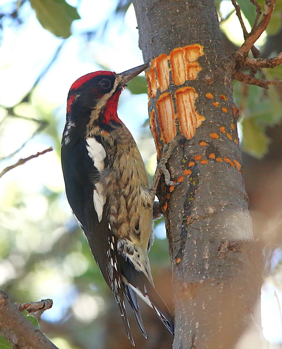 Red-naped Sapsucker - ML646916453