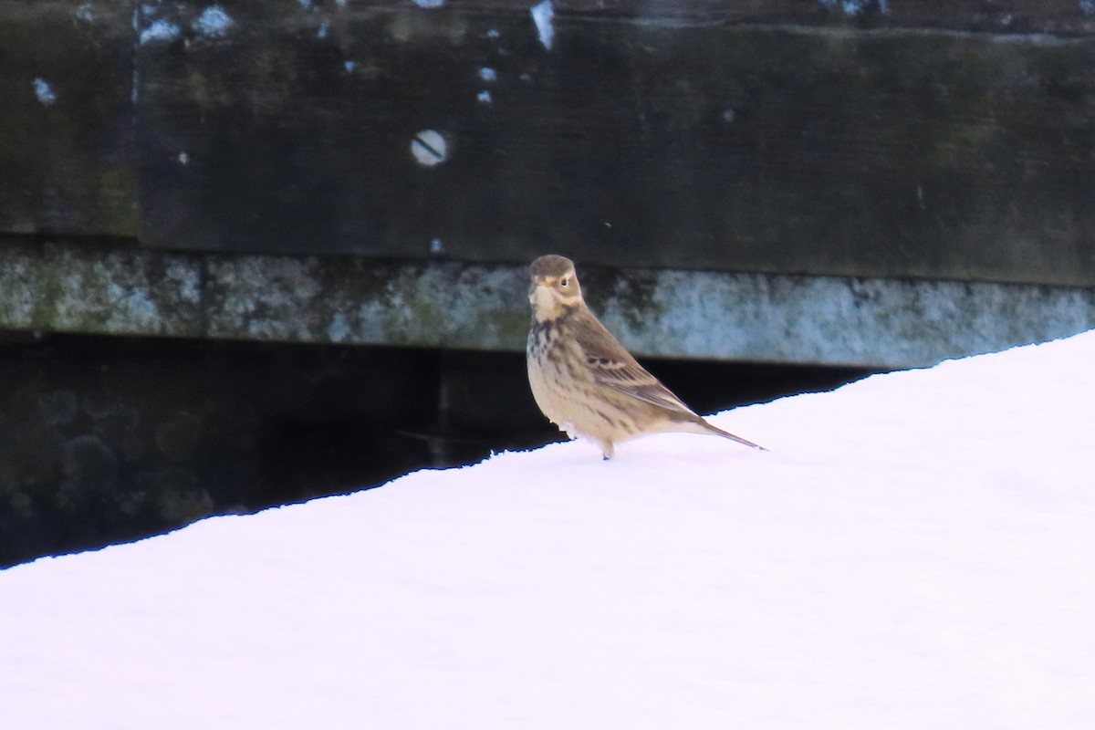 linduška tundrová - ML646916455