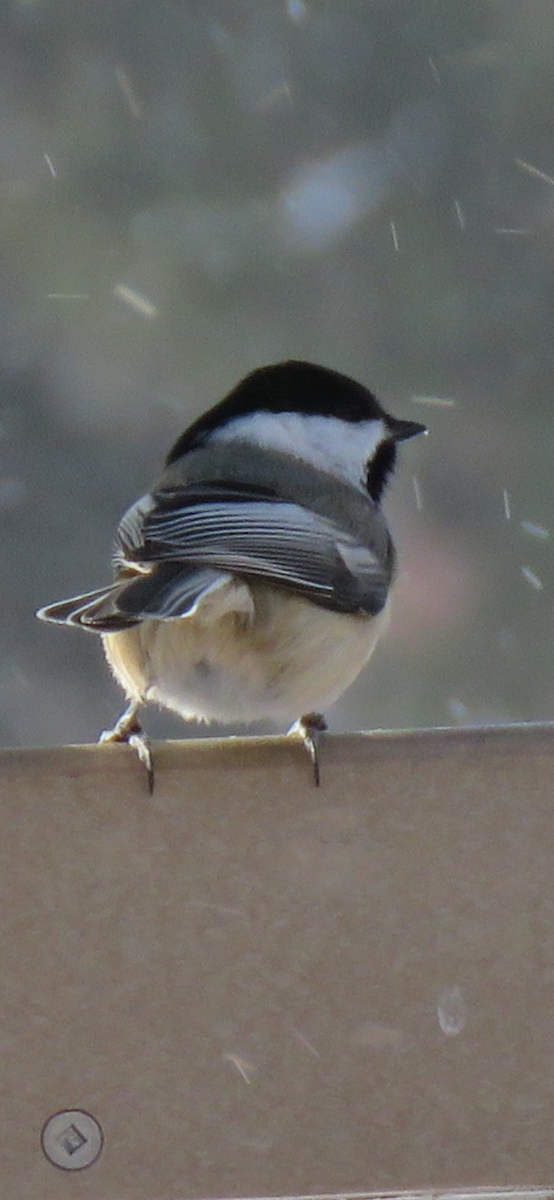 Black-capped Chickadee - ML646916457