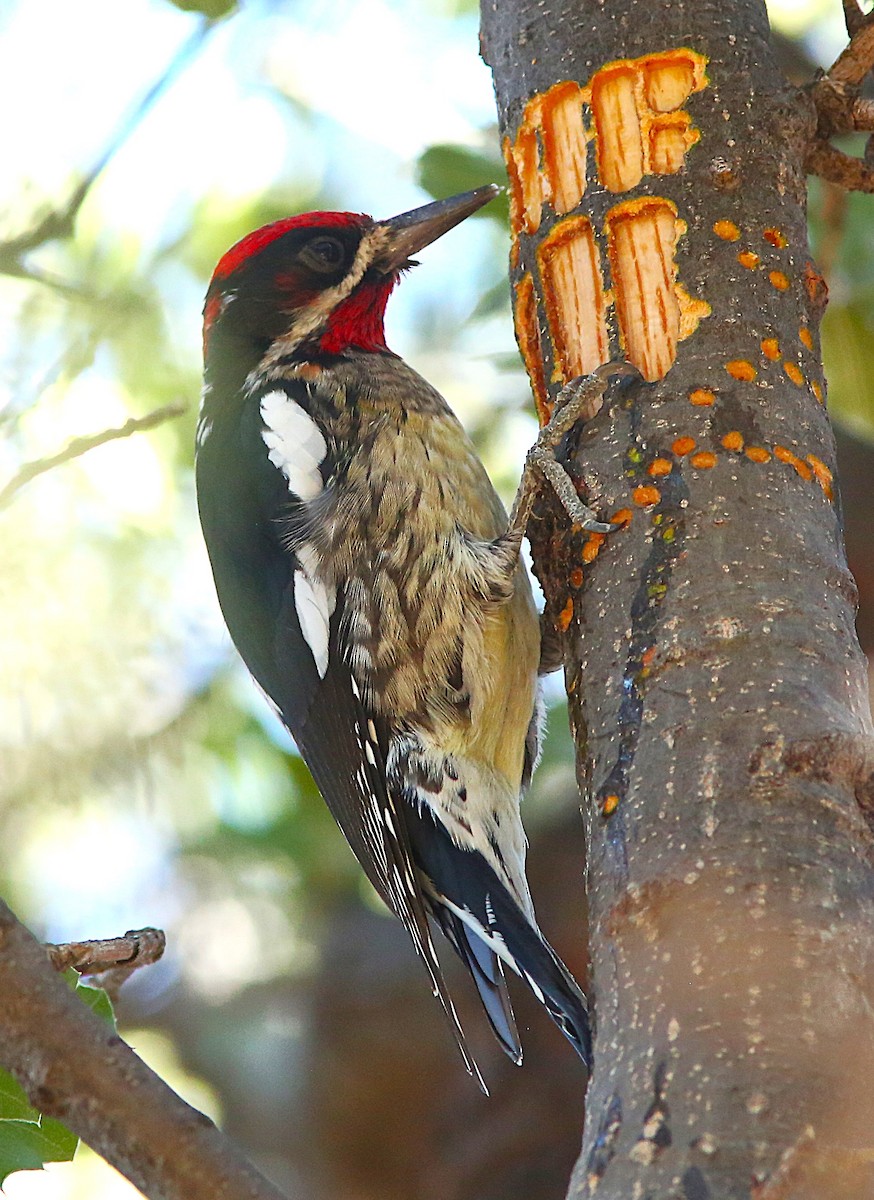 Red-naped Sapsucker - ML646916459