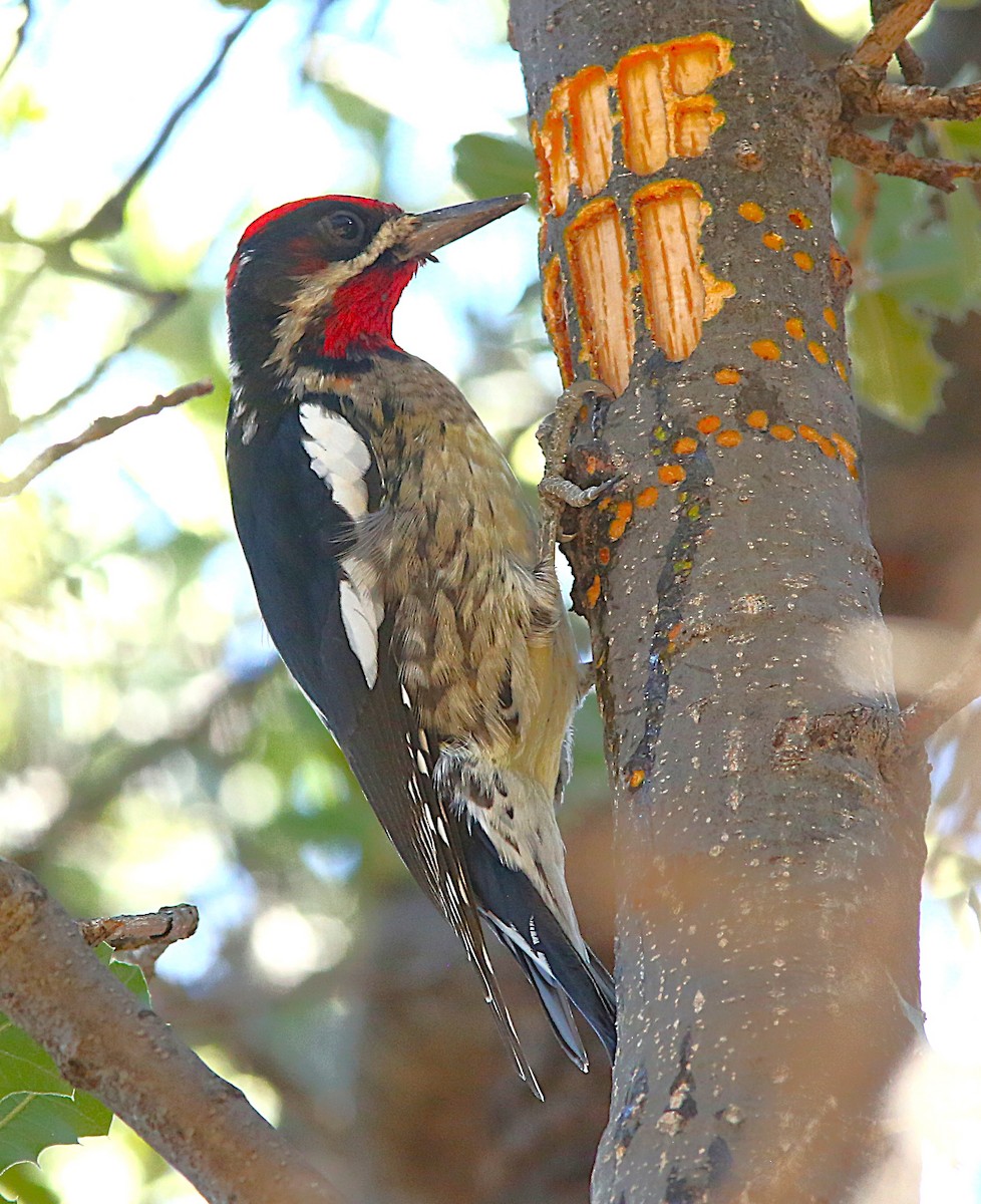 Red-naped Sapsucker - ML646916460