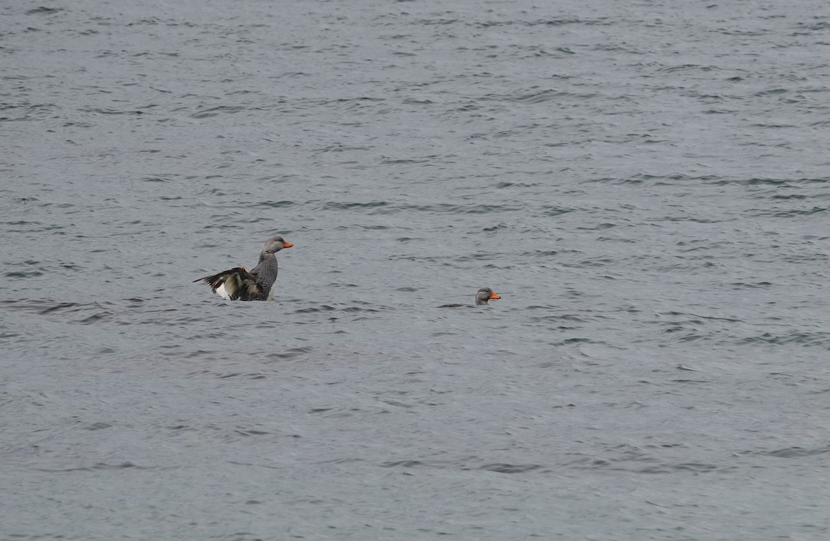 オオフナガモ - ML646916461