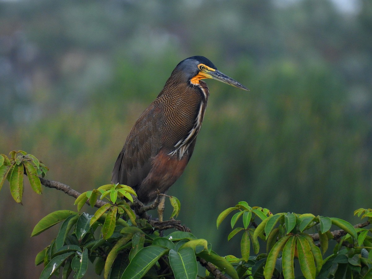 Bare-throated Tiger-Heron - ML646916465