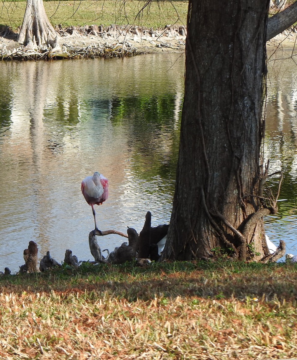 ベニヘラサギ - ML646916466