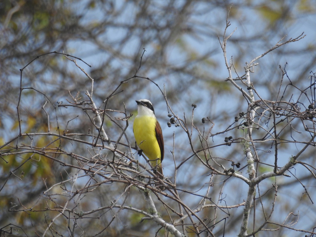 Great Kiskadee - ML646916468