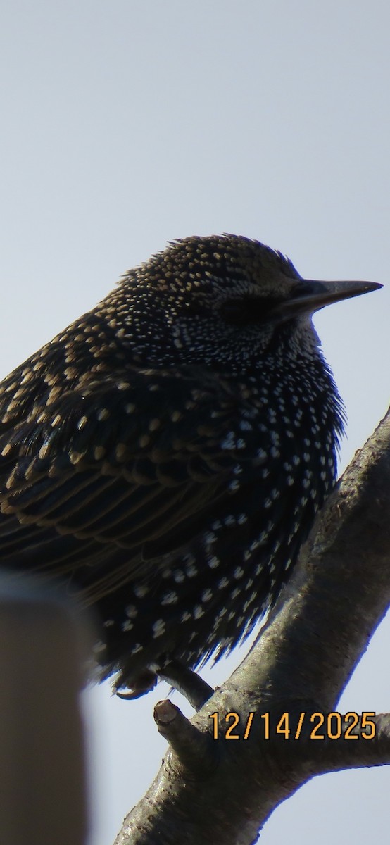 European Starling - ML646916471