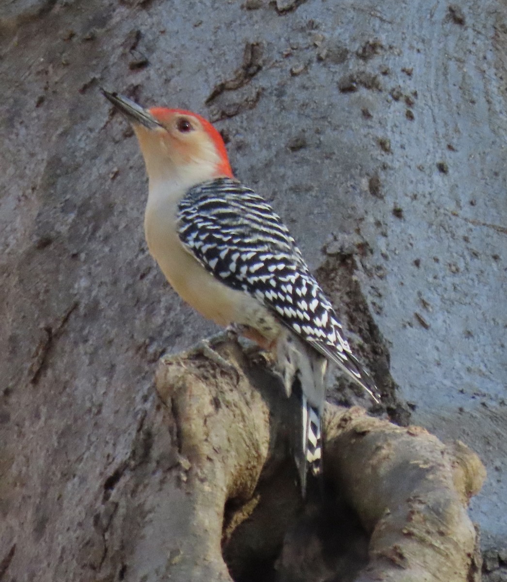 Red-bellied Woodpecker - ML646916474