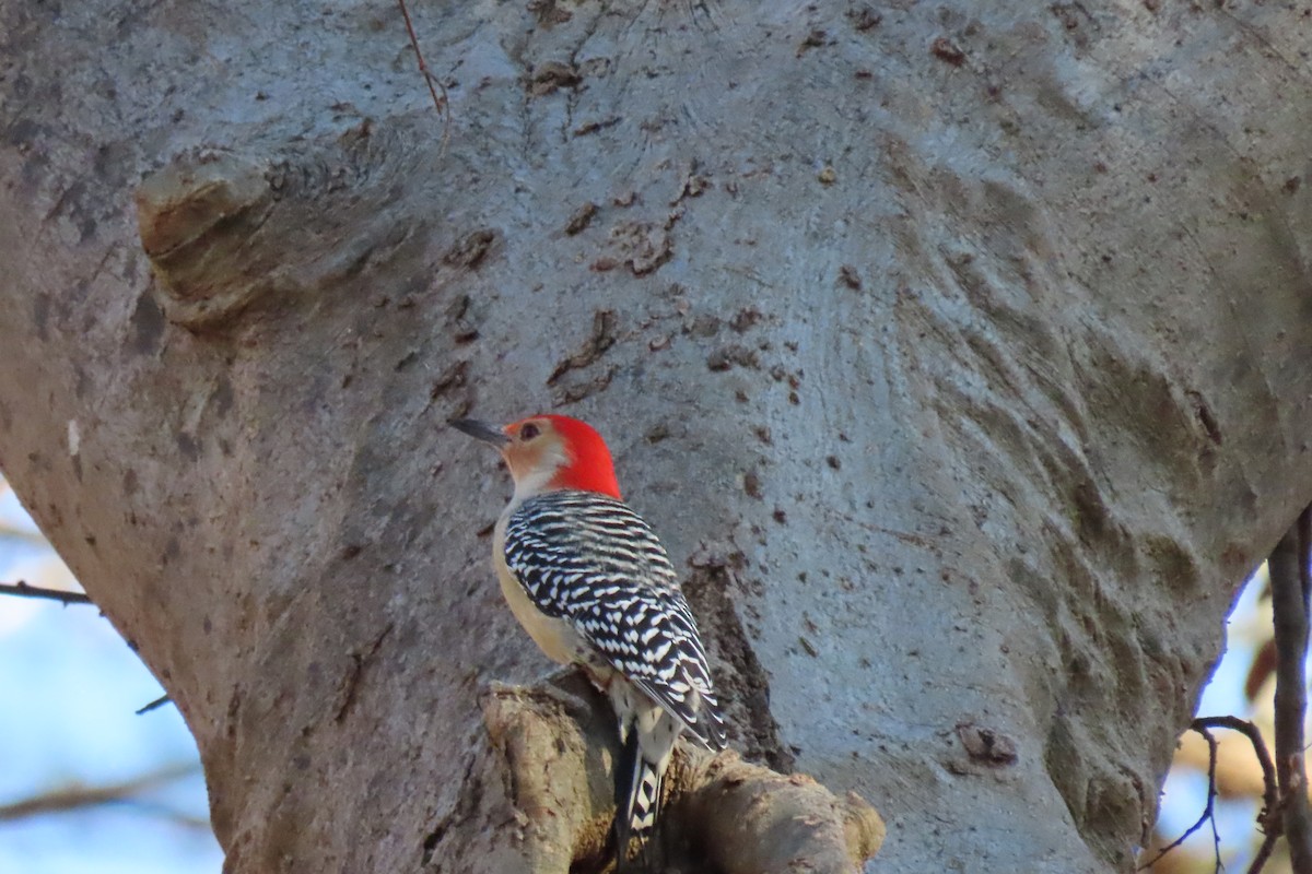 Red-bellied Woodpecker - ML646916475