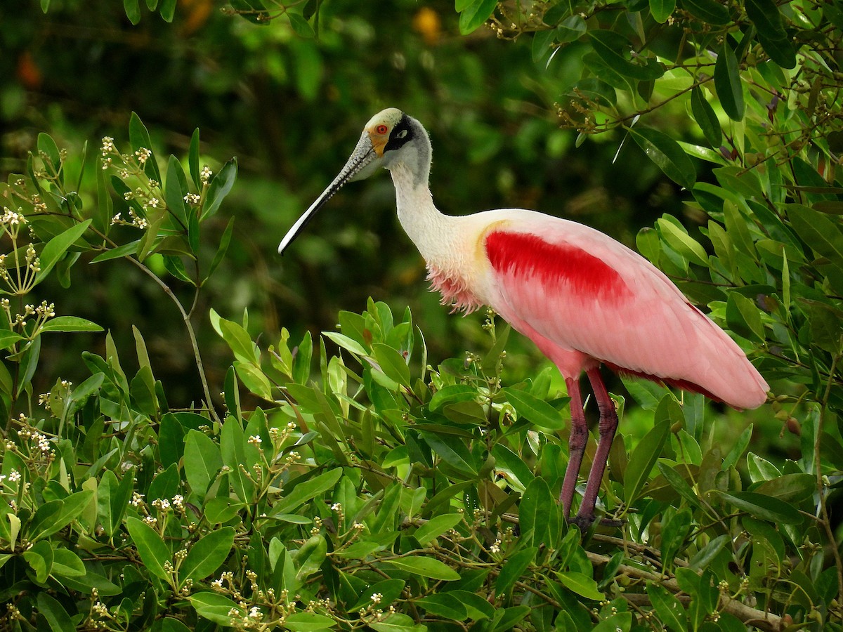 Розовая колпица - ML646916477