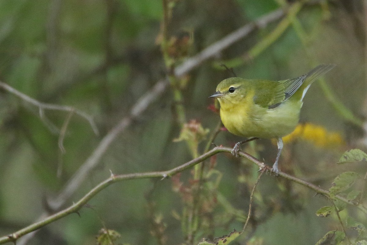 Tennessee Warbler - ML646916478