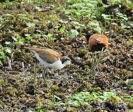 Серёжчатая якана - ML646916480