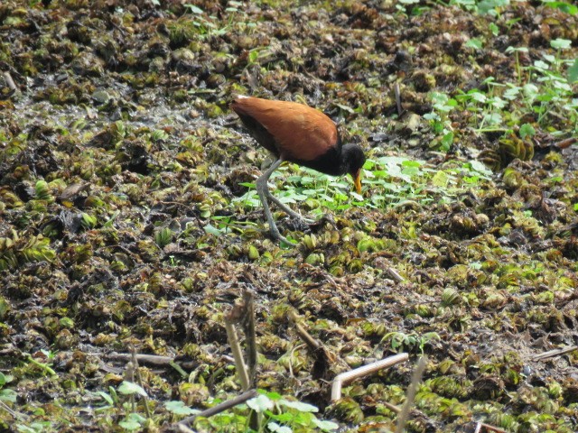 Серёжчатая якана - ML646916481