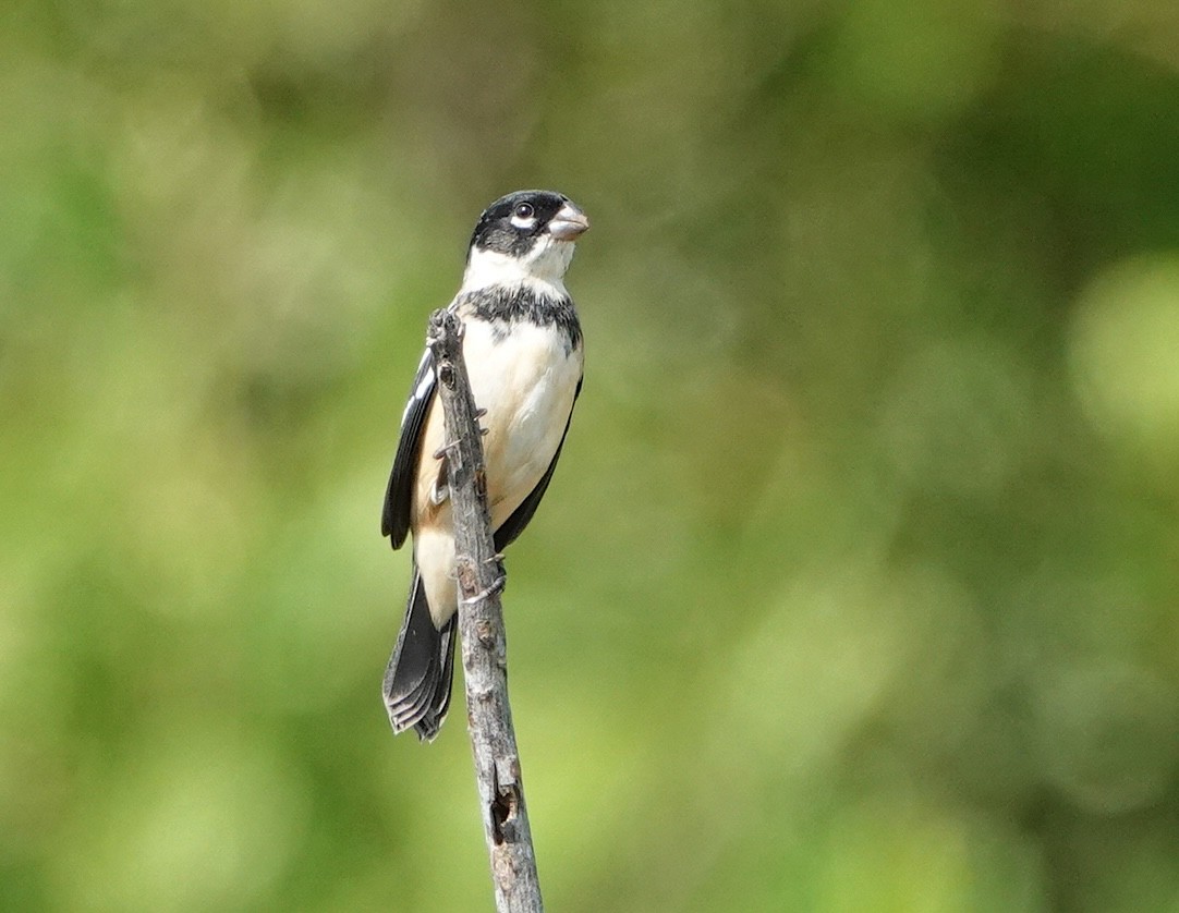 Morelet's Seedeater - ML646916485