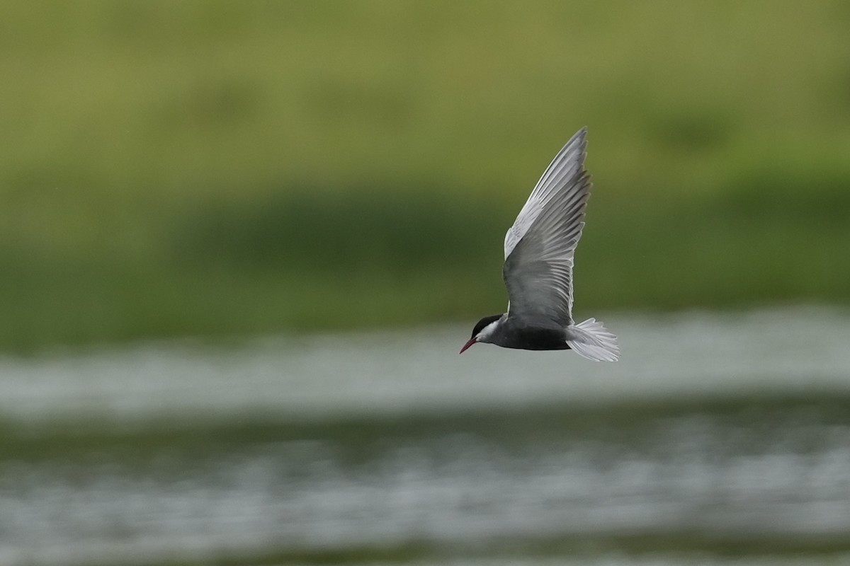 Whiskered Tern - ML646916486