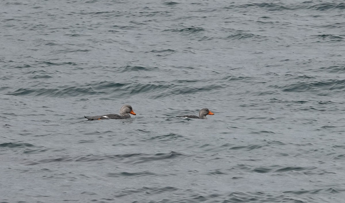 Магелланова утка-пароход - ML646916487