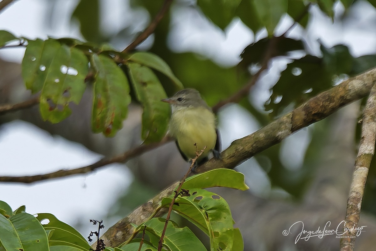 Southern Beardless-Tyrannulet - ML646916490